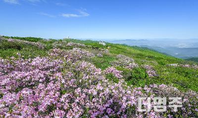 분홍빛 봄의 축제...영주소백산철쭉제로 오세요